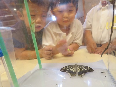 アゲハ蝶の成長 昭和学院幼稚園